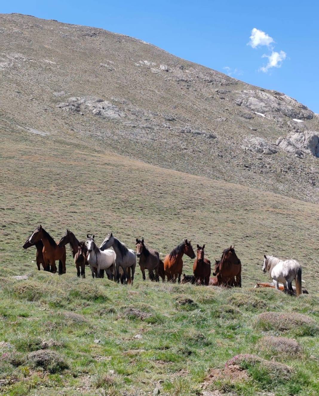 Konya’da doğanın özgür ruhu! Yılkı atları yakından görüntülendi 2